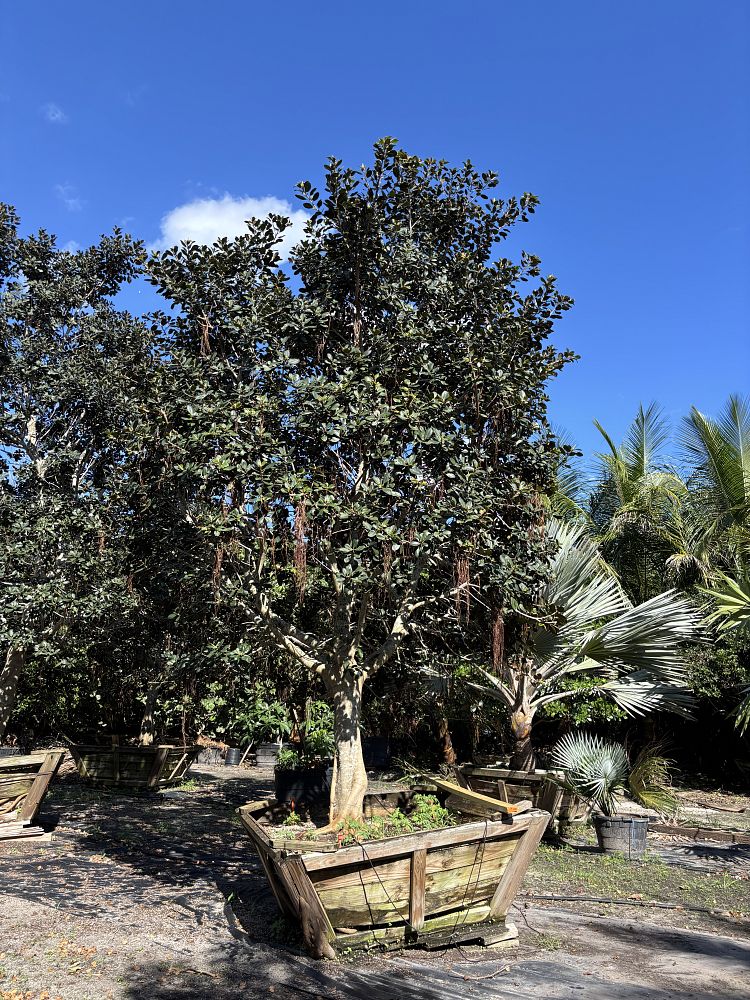 ficus-rubiginosa-little-leaf-fig-rusty-fig-port-jackson-fig