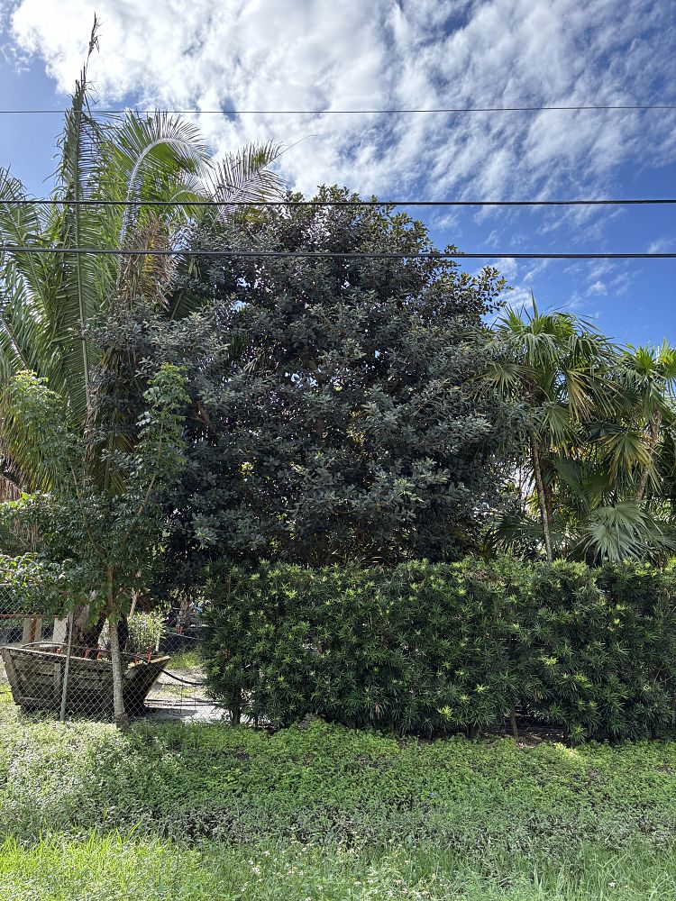 ficus-rubiginosa-little-leaf-fig-rusty-fig-port-jackson-fig