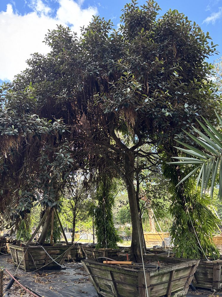 ficus-rubiginosa-little-leaf-fig-rusty-fig-port-jackson-fig