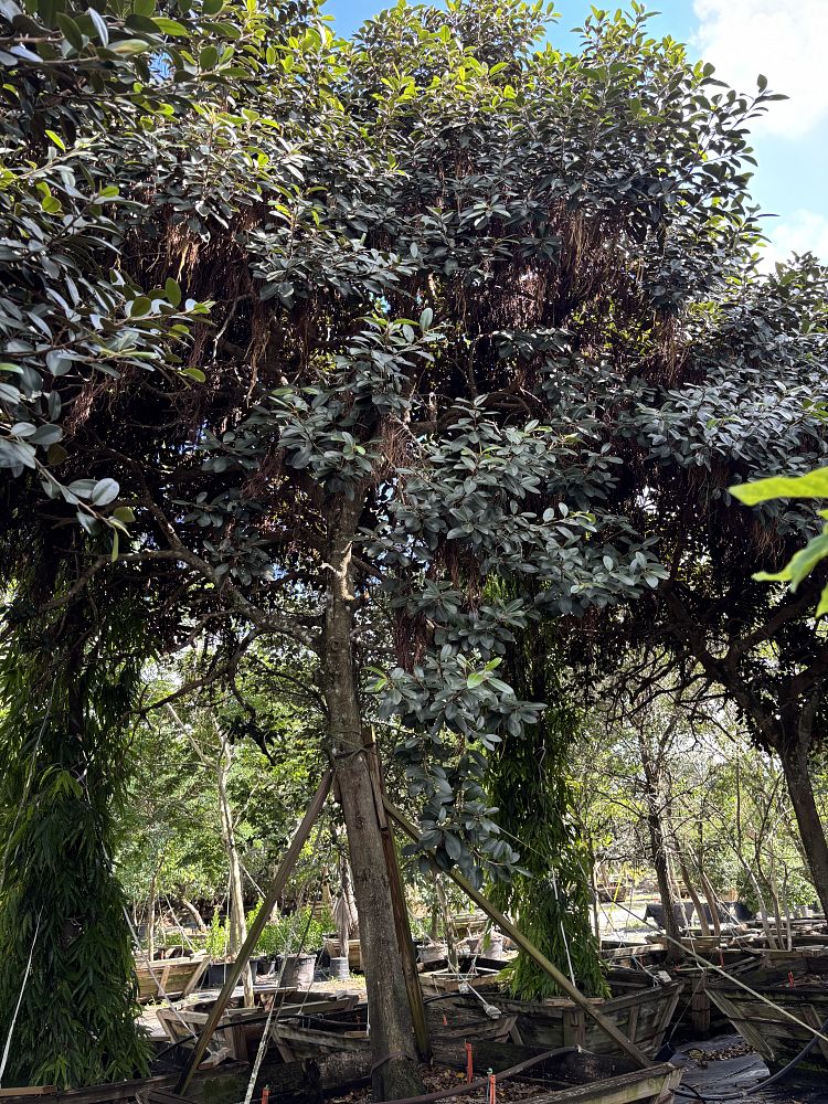 ficus-rubiginosa-little-leaf-fig-rusty-fig-port-jackson-fig