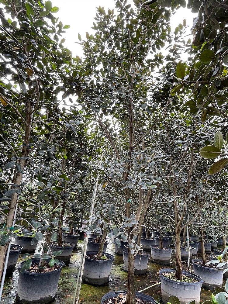 ficus-rubiginosa