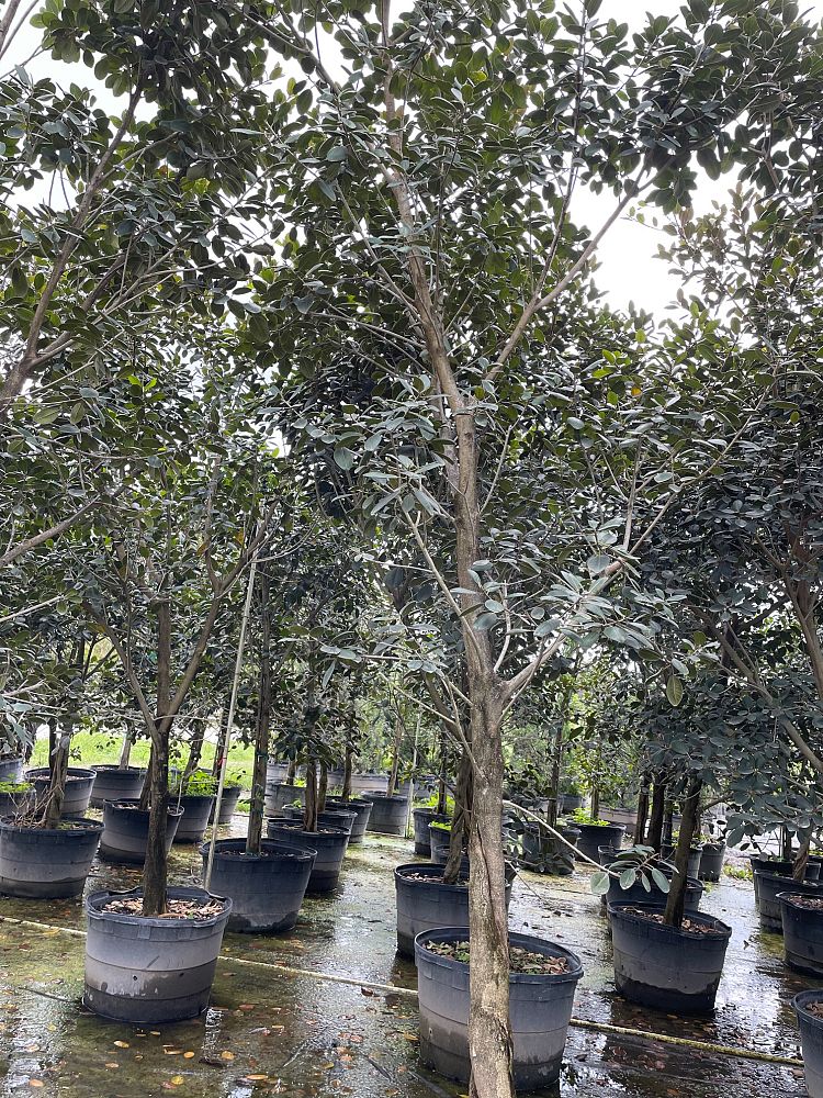 ficus-rubiginosa