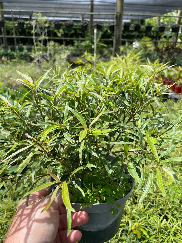 ficus-salicaria-ficus-salicifolia