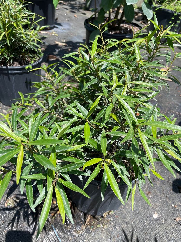 ficus-salicaria-ficus-salicifolia