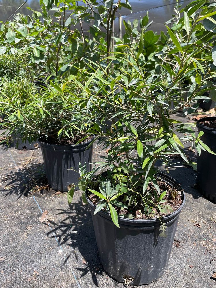 ficus-salicaria-ficus-salicifolia