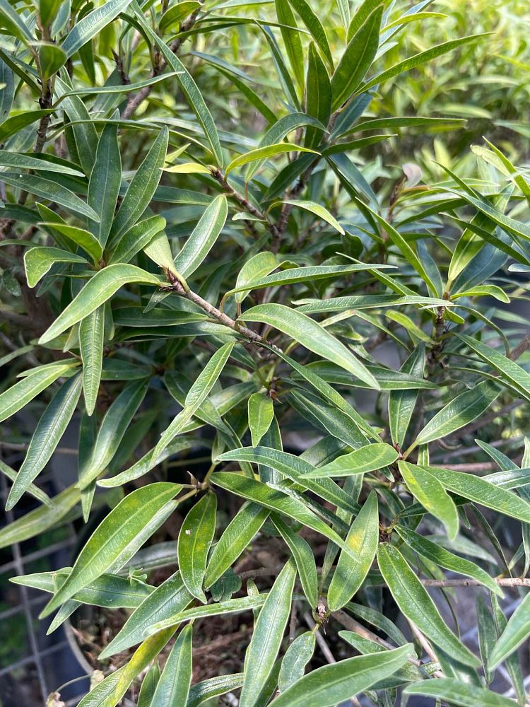 ficus-salicaria-ficus-salicifolia
