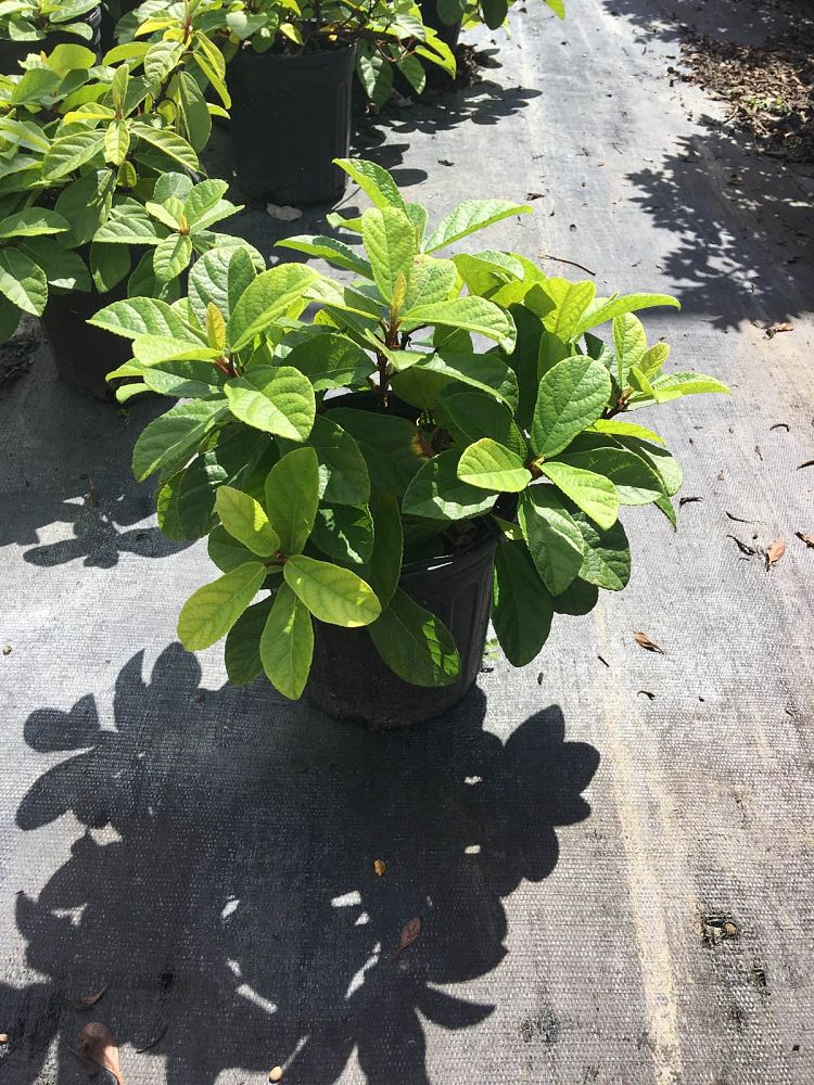 ficus-sandi-leaf-fig-ivy