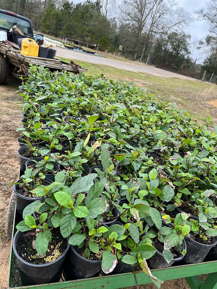 ficus-sandi-leaf-fig-ivy