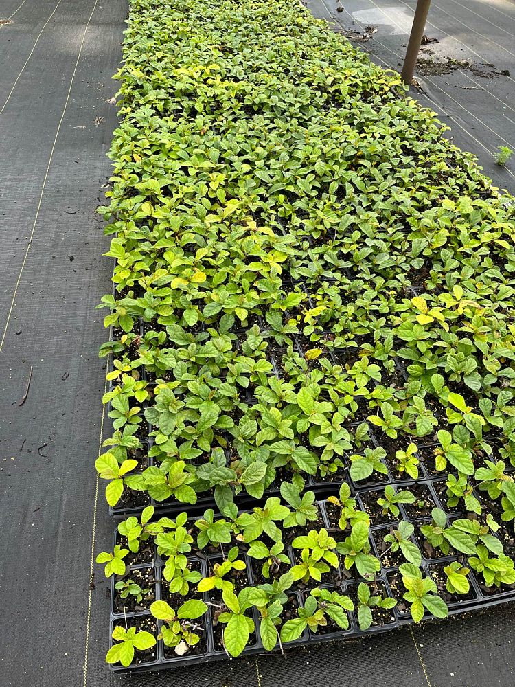 ficus-sandi-leaf-fig-ivy
