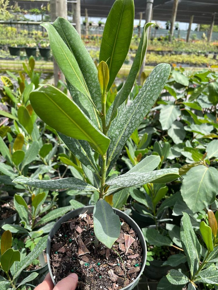 ficus-sp-plastic