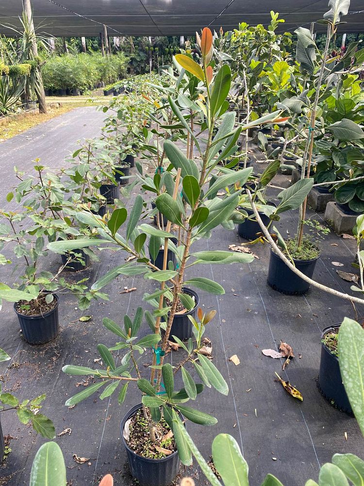 ficus-sp-plastic