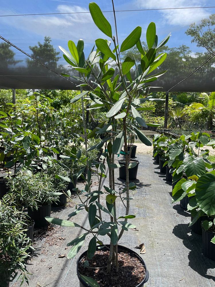 ficus-sp-plastic