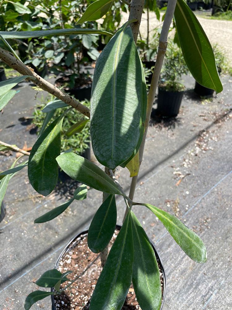 ficus-sp-plastic