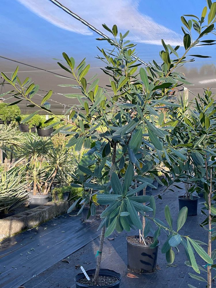 ficus-sp-plastic