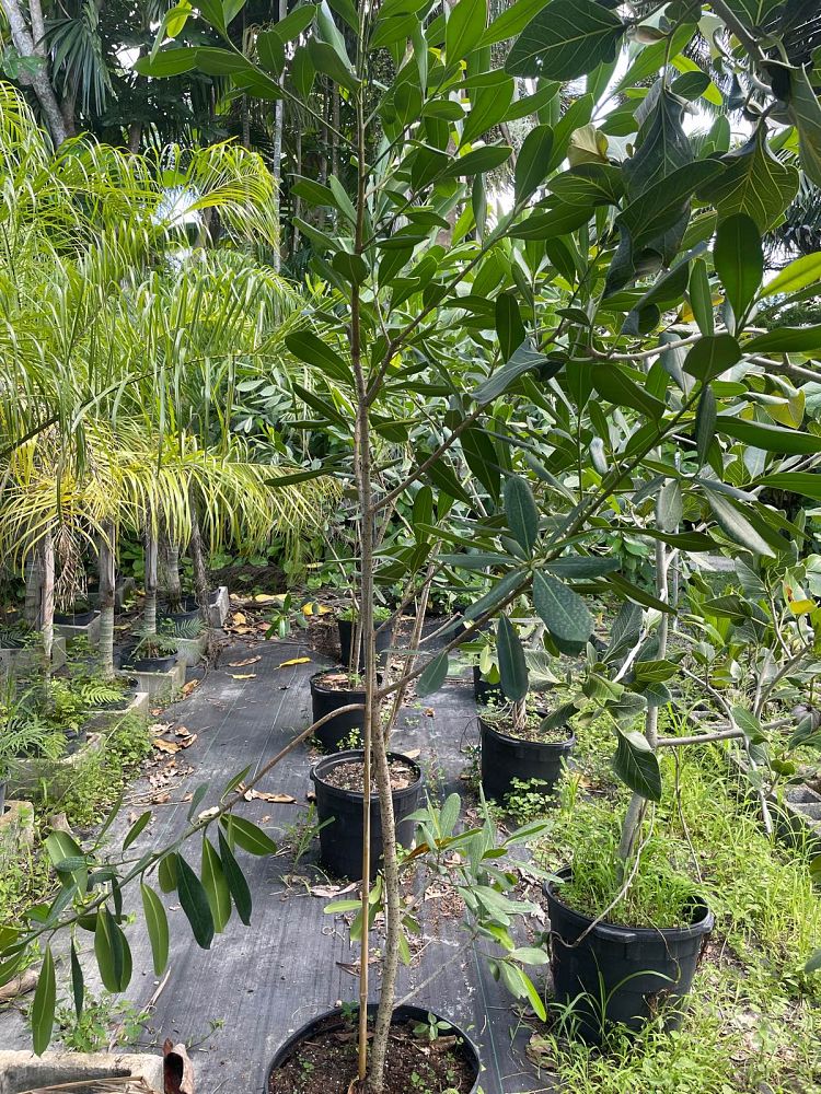 ficus-sp-plastic