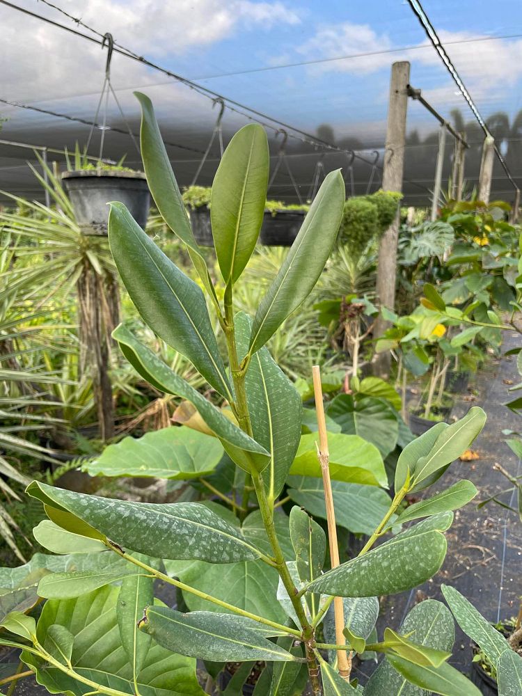 ficus-sp-plastic