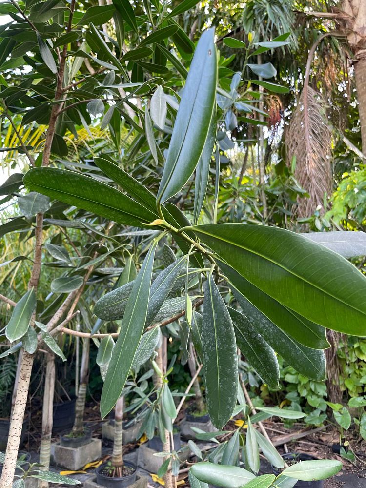 ficus-sp-plastic