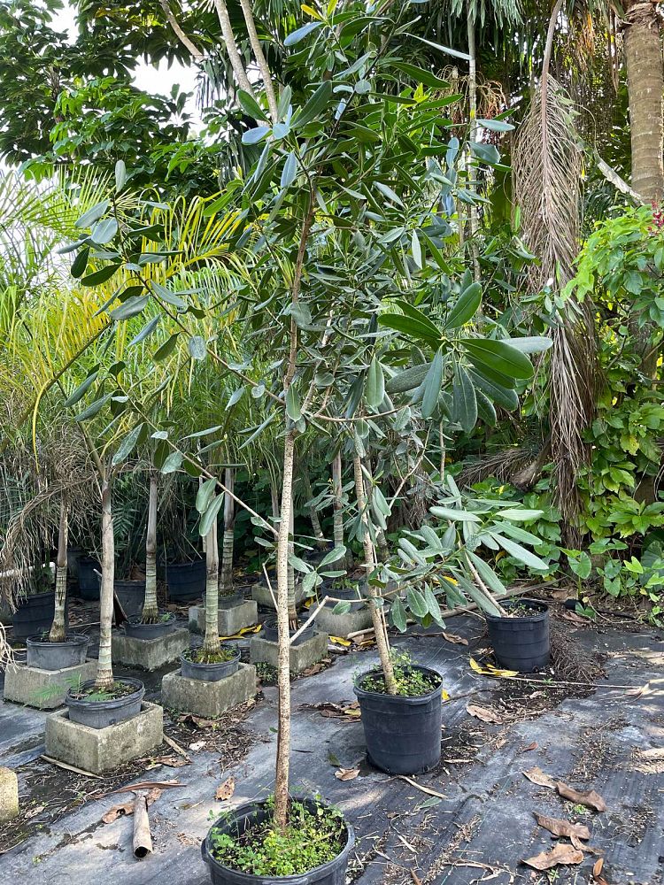 ficus-sp-plastic