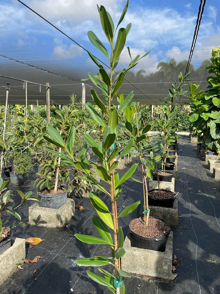 ficus-sp-plastic