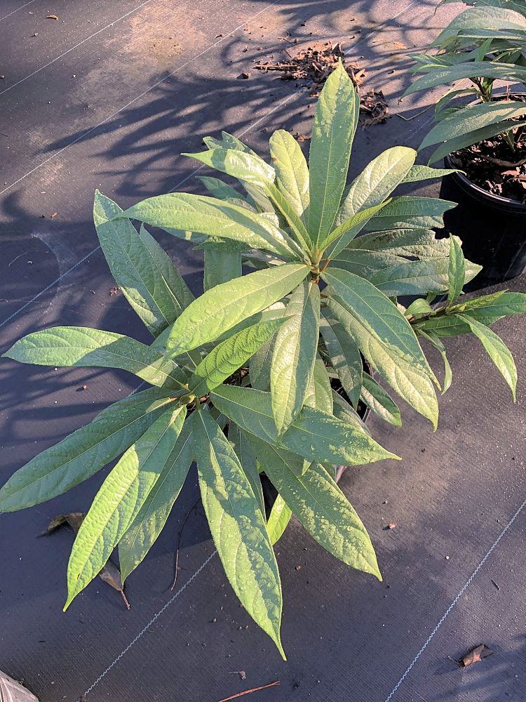 ficus-squamosa