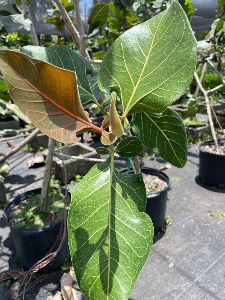 ficus-sri-lanka