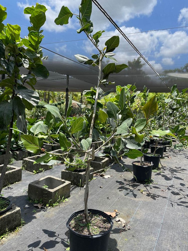 ficus-sri-lanka