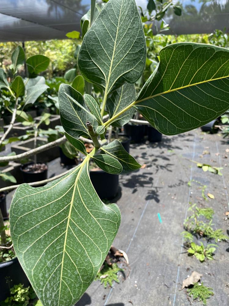 ficus-sri-lanka