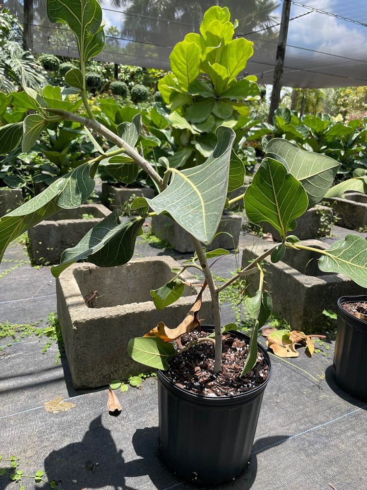 ficus-sri-lanka