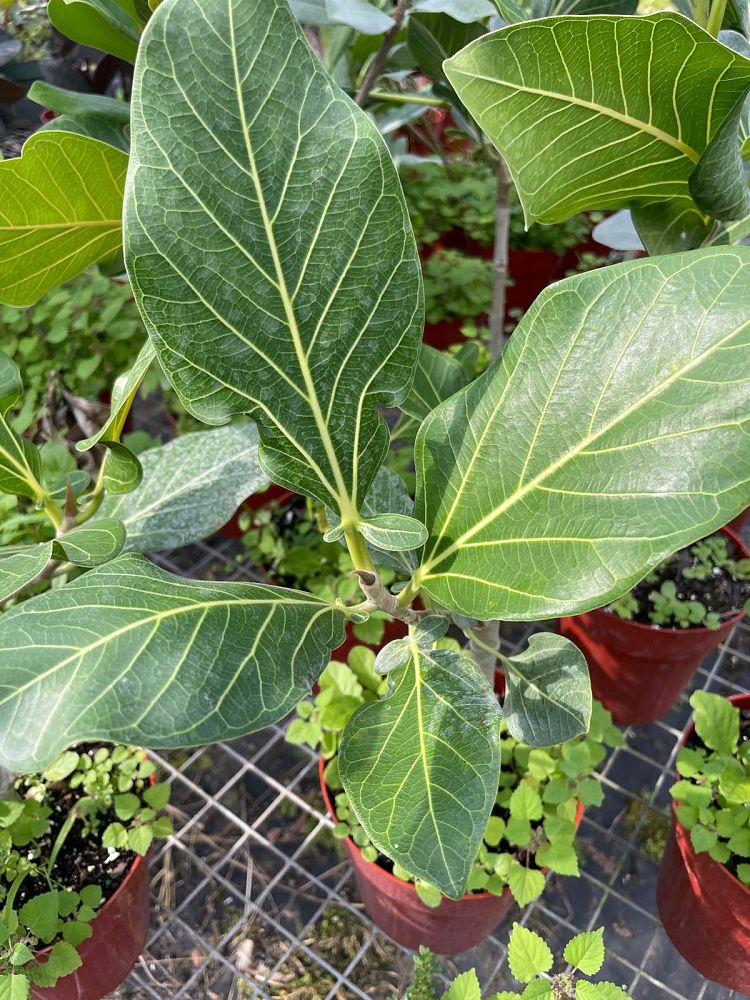 ficus-sri-lanka