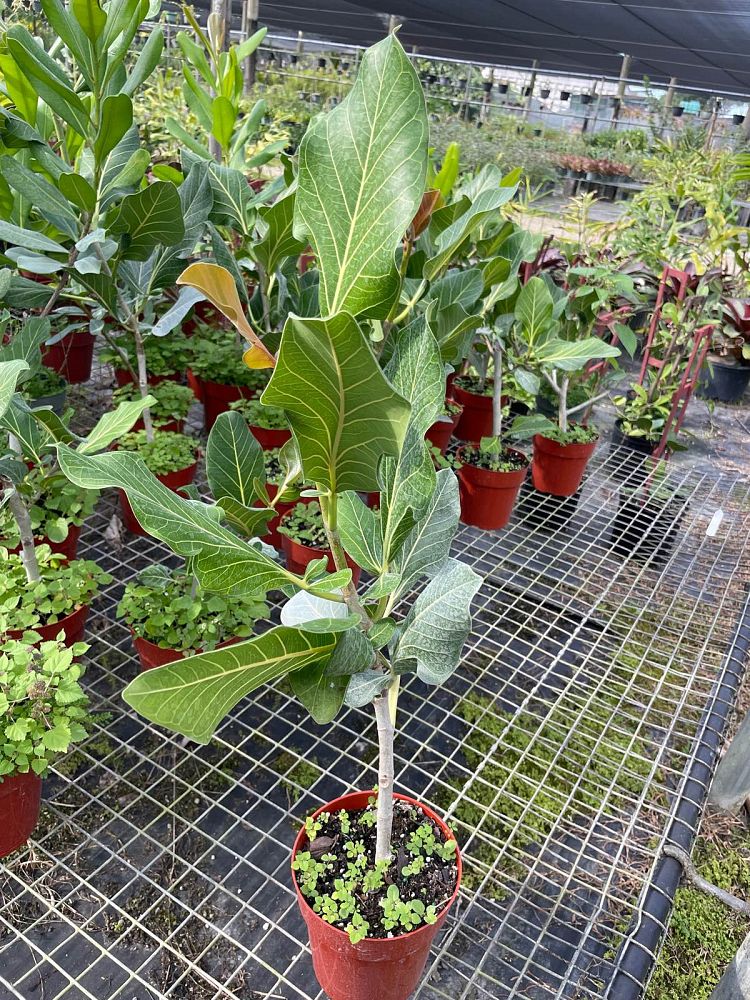 ficus-sri-lanka
