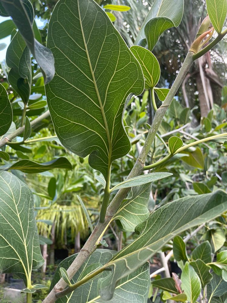 ficus-sri-lanka