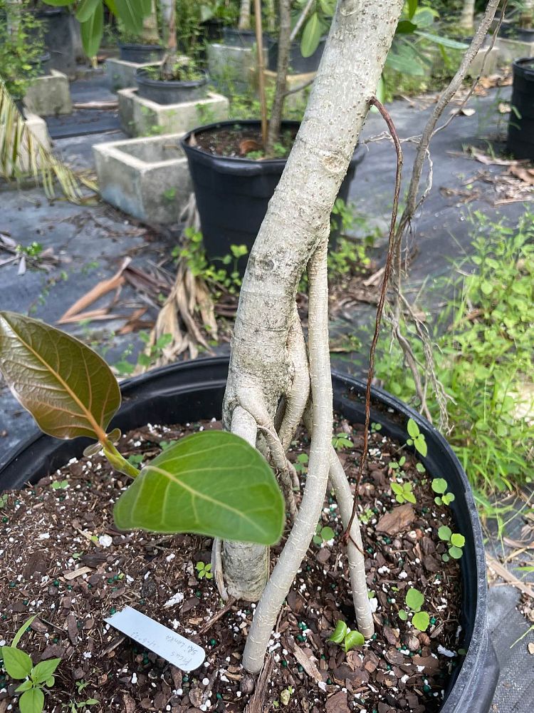 ficus-sri-lanka