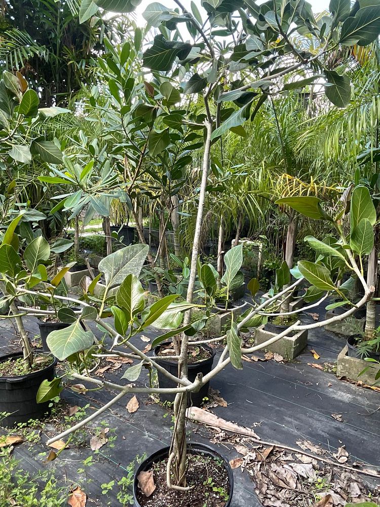 ficus-sri-lanka