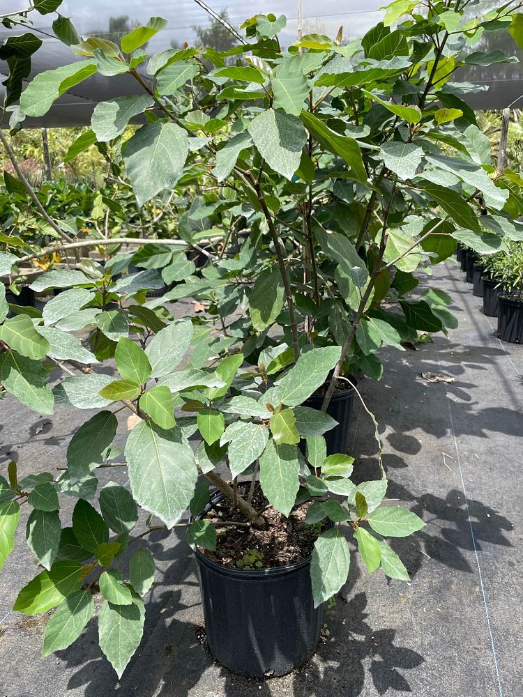 ficus-sur-broom-cluster-fig-cape-fig