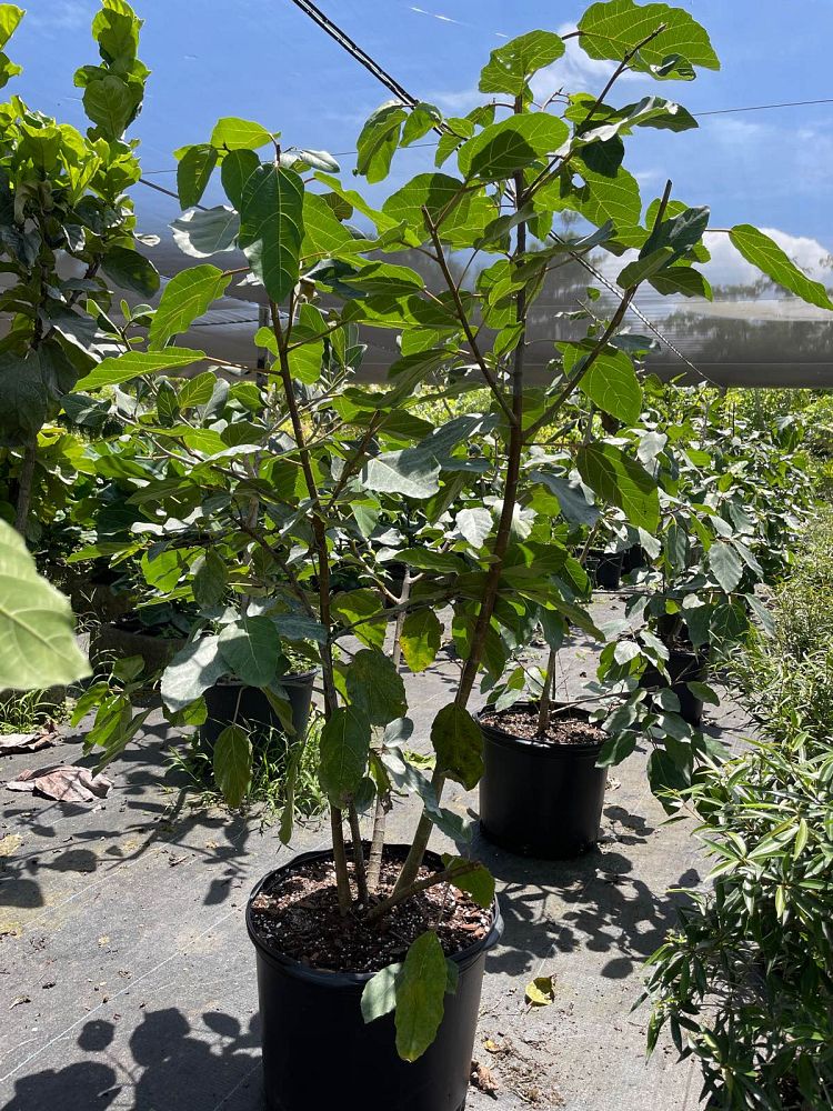 ficus-sur-broom-cluster-fig-cape-fig