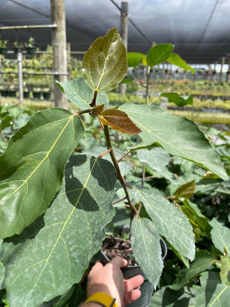 ficus-sur-broom-cluster-fig-cape-fig