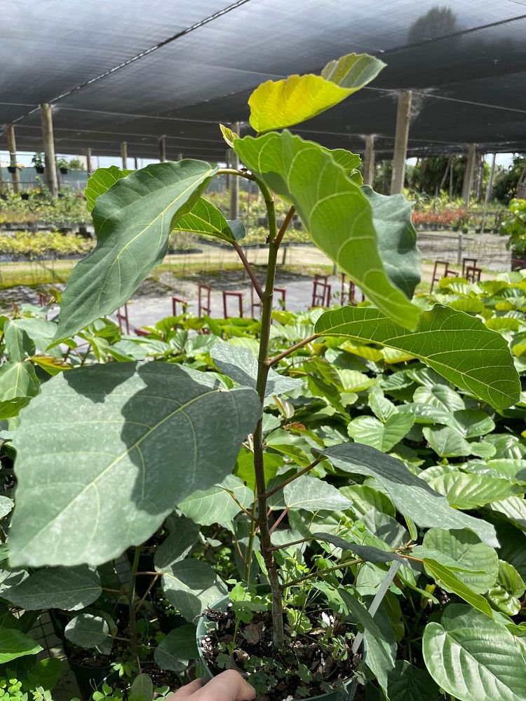 ficus-sur-broom-cluster-fig-cape-fig