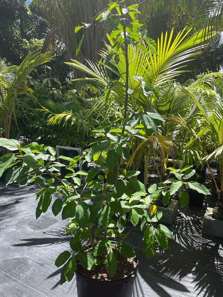 ficus-sur-broom-cluster-fig-cape-fig