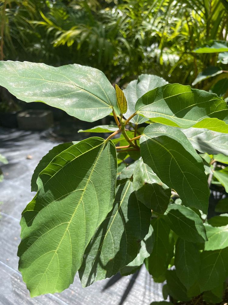 ficus-sur-broom-cluster-fig-cape-fig