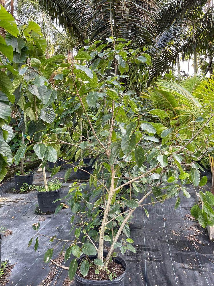 ficus-sur-broom-cluster-fig-cape-fig