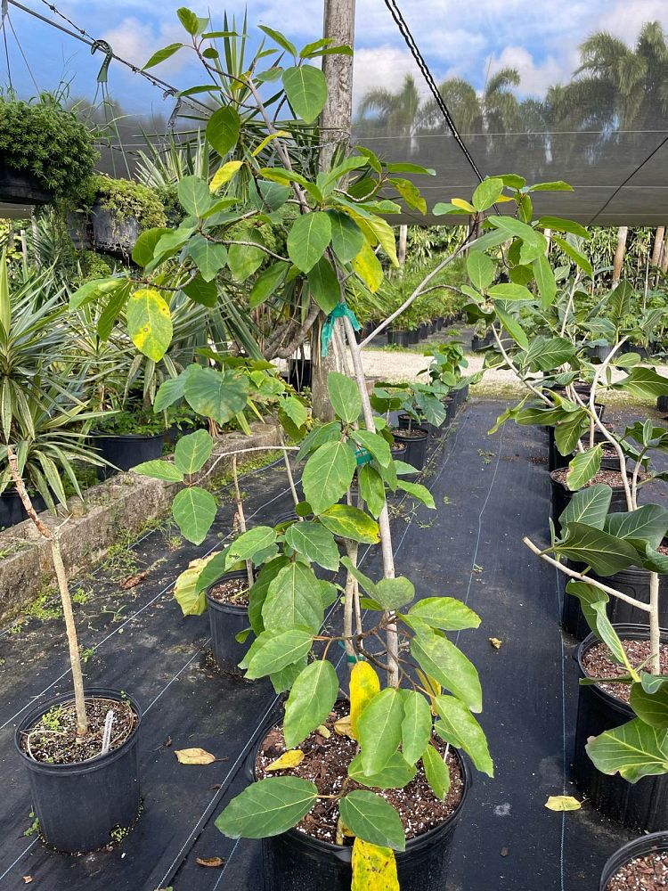 ficus-sur-broom-cluster-fig-cape-fig