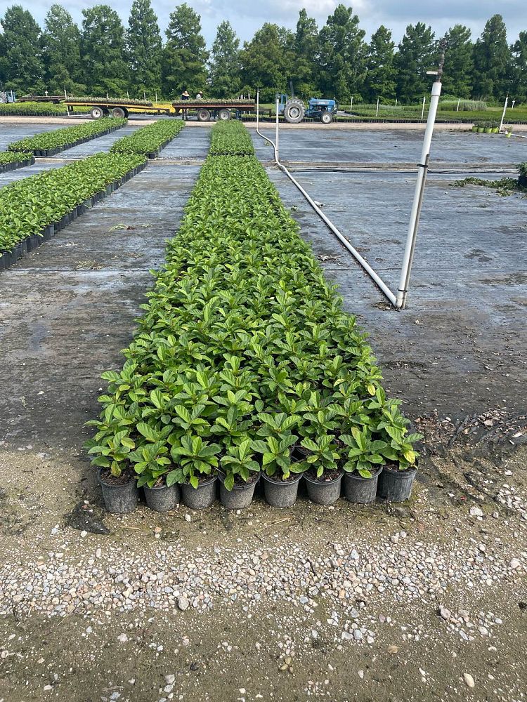 ficus-tikoua-waipahu-fig