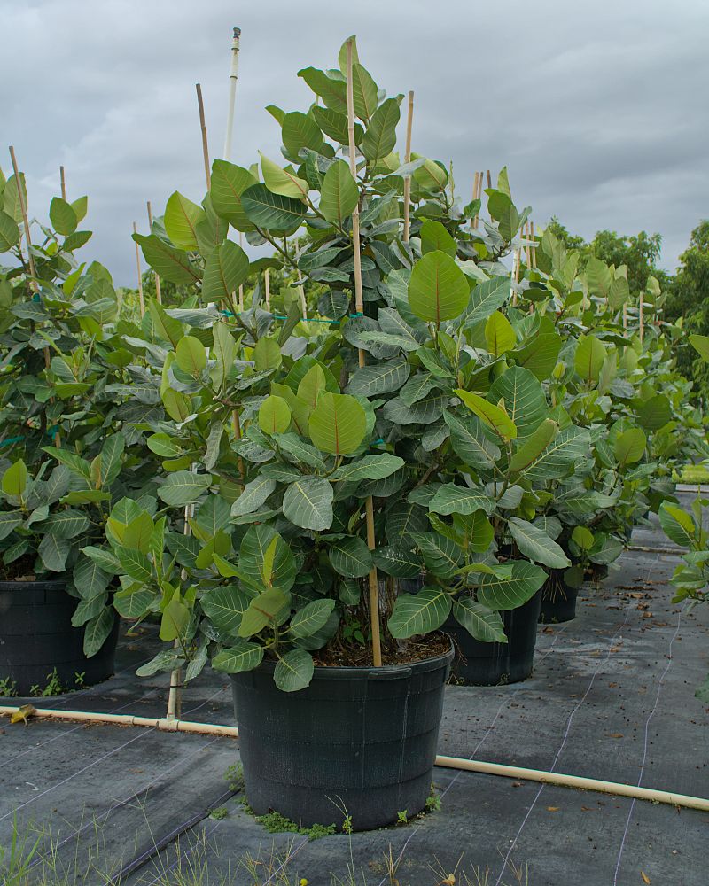 ficus-trichopoda-hippo-fig-swamp-fig