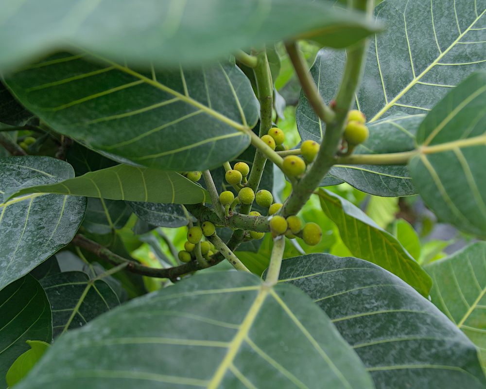 ficus-trichopoda-hippo-fig-swamp-fig