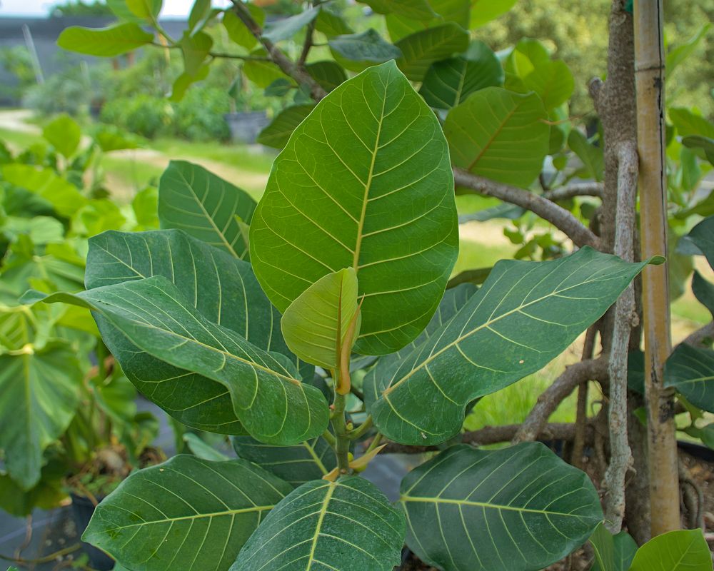 ficus-trichopoda-hippo-fig-swamp-fig