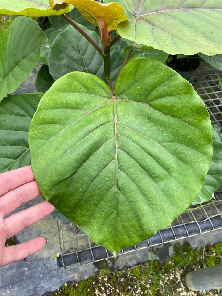 ficus-umbellata