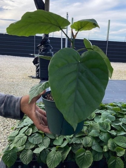ficus-umbellata