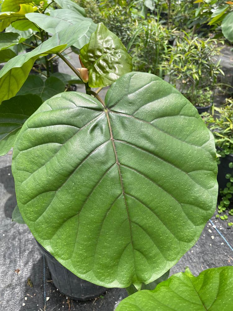 ficus-umbellata