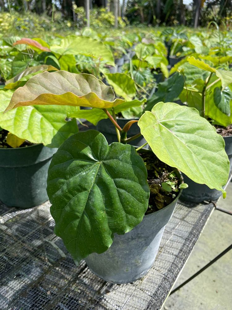ficus-umbellata