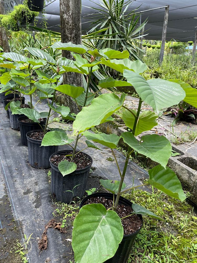 ficus-umbellata